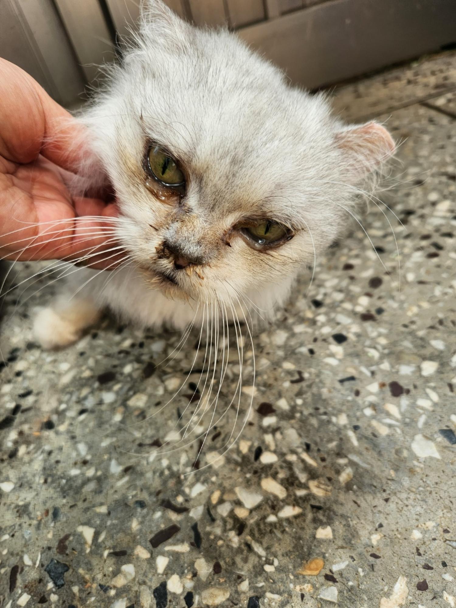 보호중 페르시안의 …